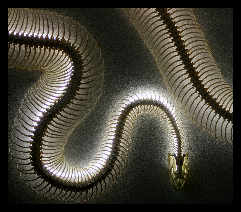 Reticulated Python skeleton II