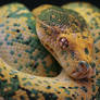 Calgirl, Close up