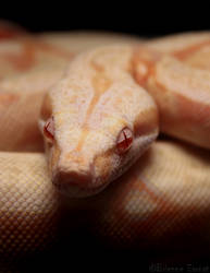 'Stoli' - Albino Redtail Boa