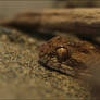 Saw-scaled Viper