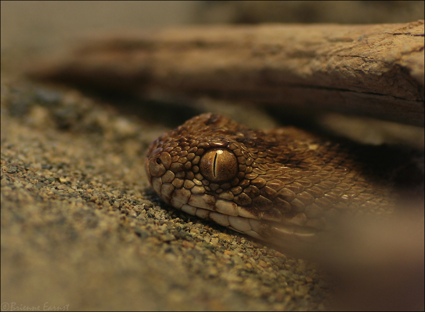 Saw-scaled Viper