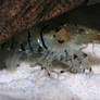 Tiger Shrimp macro