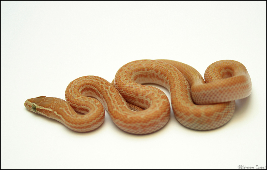 albino Lamprophis capensis III