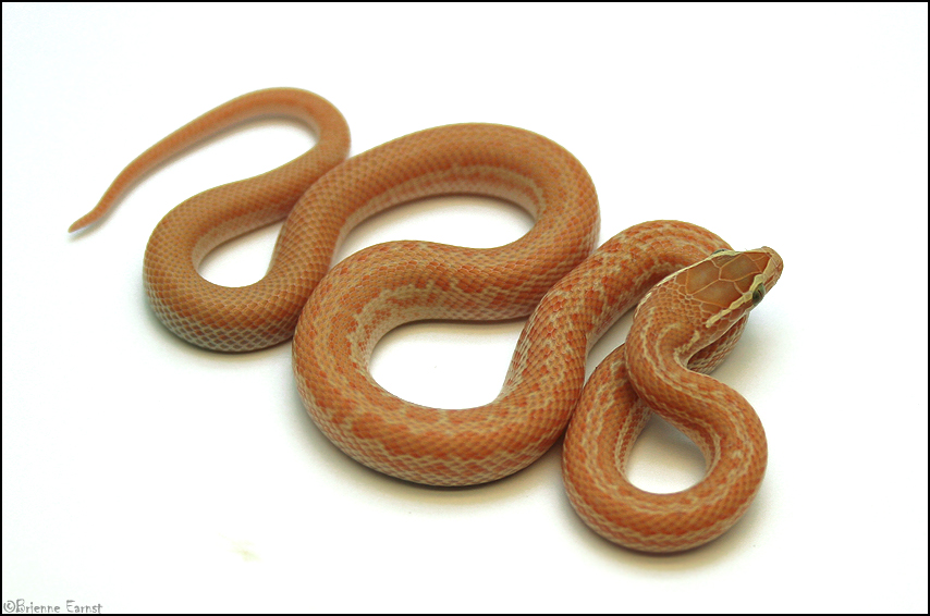 albino Lamprophis capensis IV