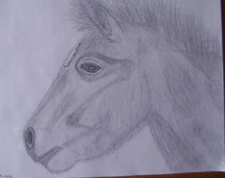 Foal Profile