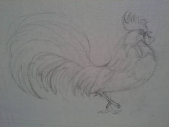 rooster