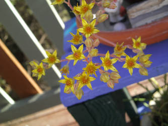 yellow flower