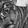  The Endangered Bengal Tiger