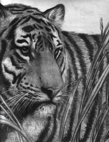  The Endangered Bengal Tiger