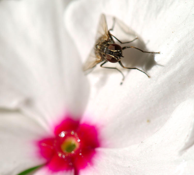 Shoo Insects Flying Shoo Fly by frog42 on DeviantArt