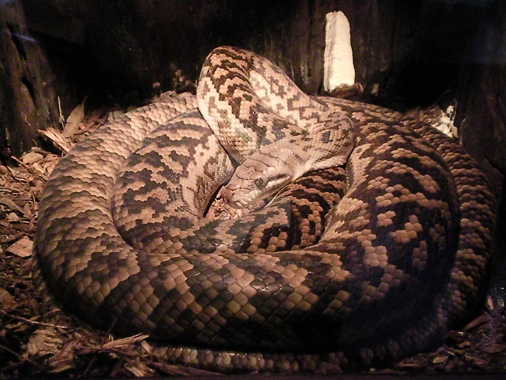 Scrub python by Dragon-princess08 on DeviantArt