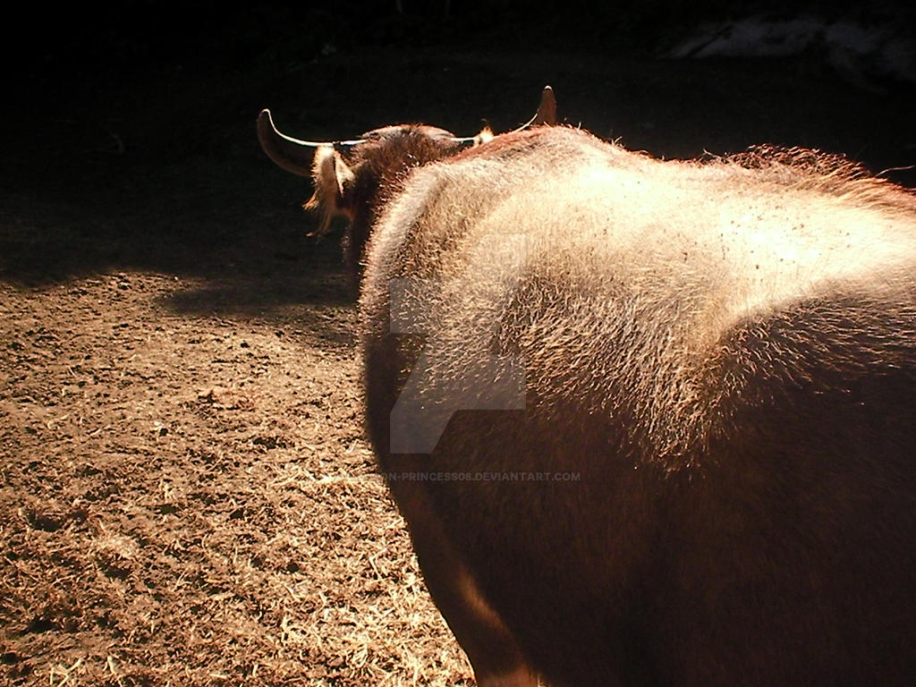 Water buffalo1