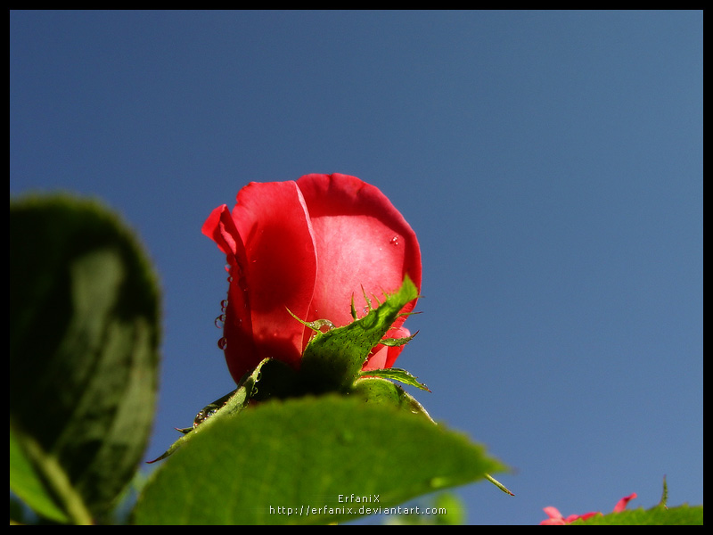 Damask rose V