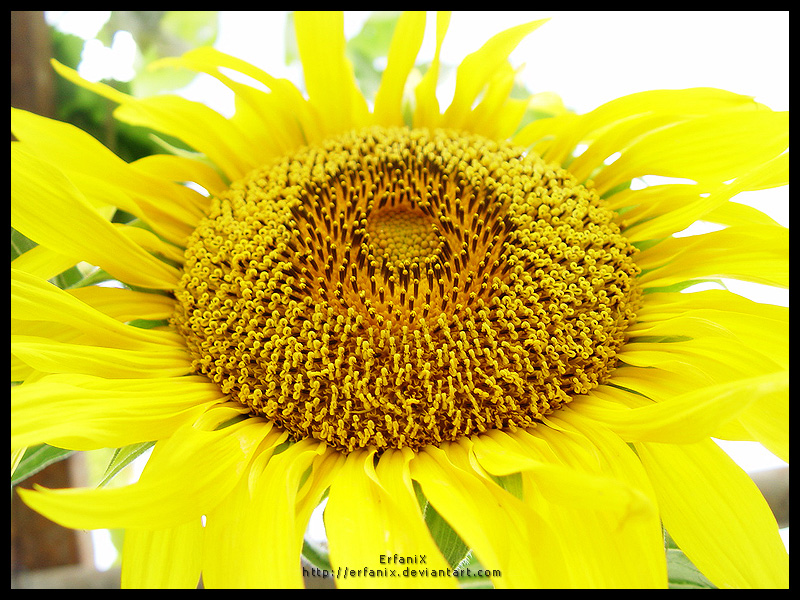 Sun Flowers IV