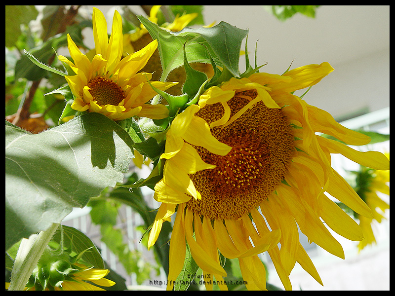 Sun Flowers II
