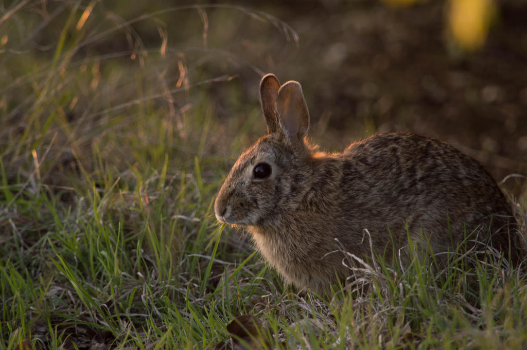 Jack Rabbit by tjzero06 on DeviantArt