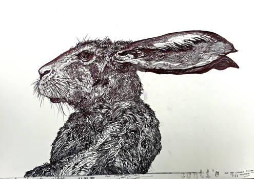 HARE SKETCH FINISHED