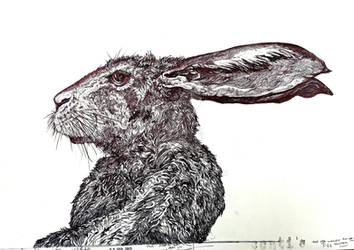 HARE SKETCH FINISHED