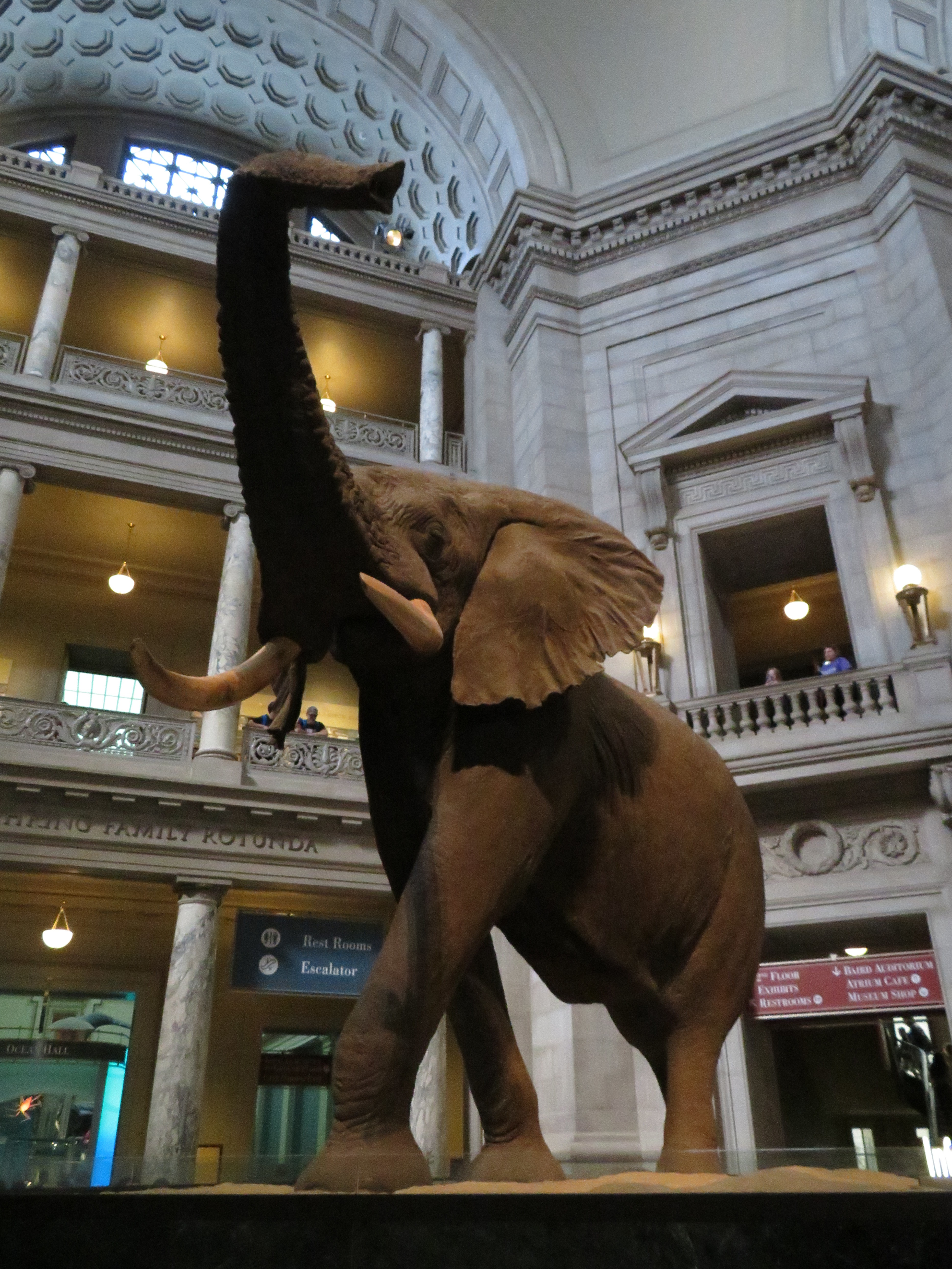 Smithsonian Natural History Museum: Rotunda Pic. 2