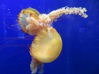 Jellyfish