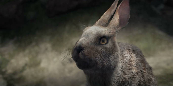 Campion Rabbit Explore the Best Campion Art | DeviantArt