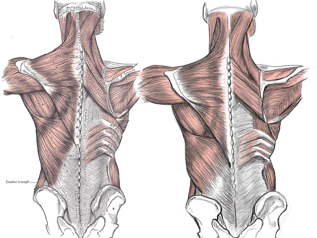 Human Anatomy - Back by niko0913 on DeviantArt