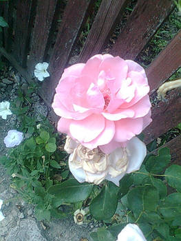 pink rose