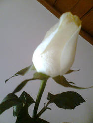 white rose