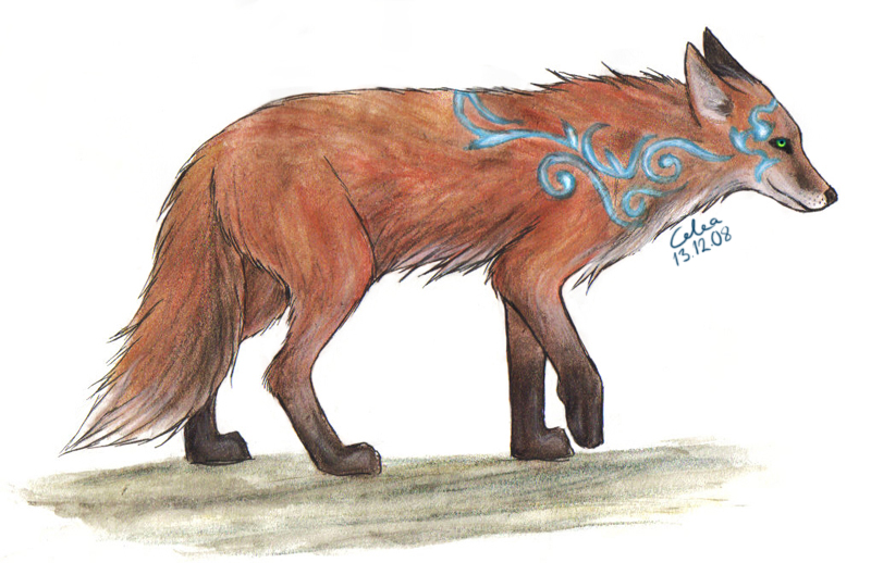 Red fox sketch