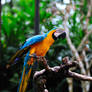 a colorful parrot