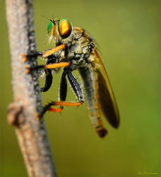 Robberfly