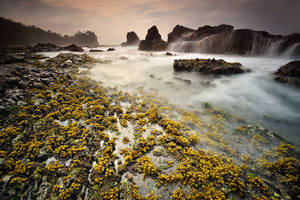 Flower At The Sea