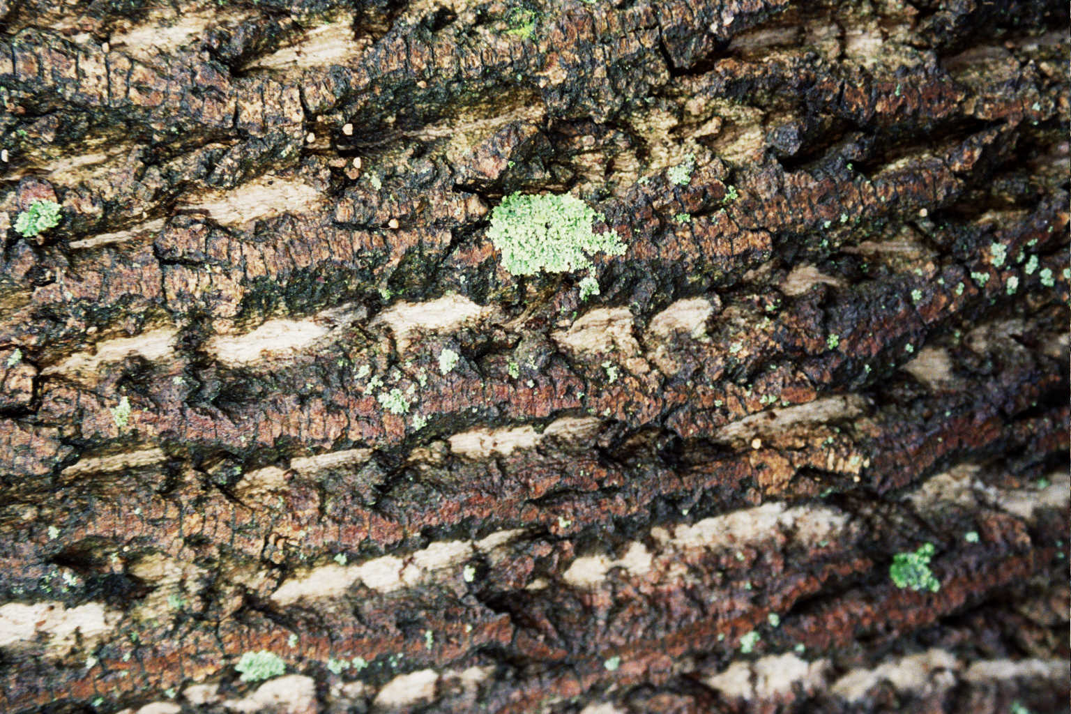 ahv 2- mossy bark