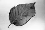 ahv 4- b+w leaf by zuzu-stock