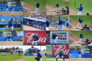 Blue Jays Spring Training Collage 1