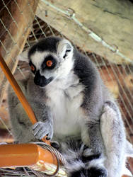 Lemur