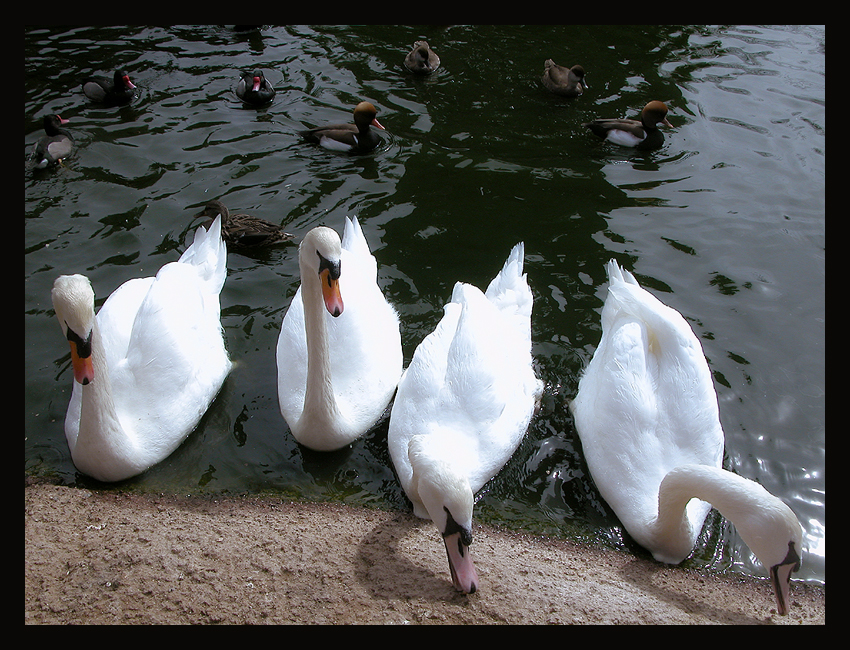 swans