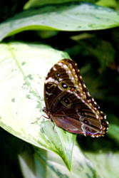 Butterfly2