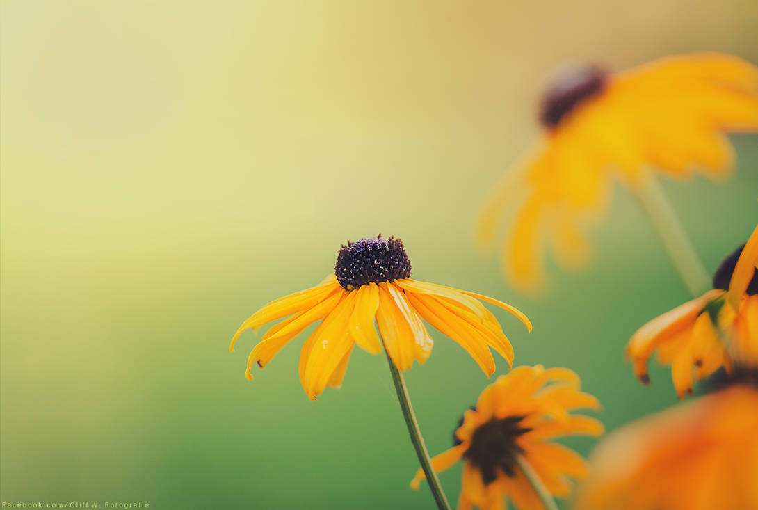 summer colors by CliffWFotografie