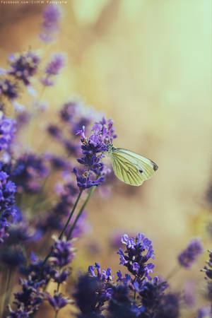 butterfly on lavender by CliffWFotografie