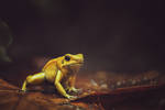 Poison Arrow Frog by CliffWFotografie
