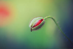 the poppy and the ant by CliffWFotografie