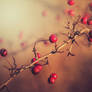 Red berries with light