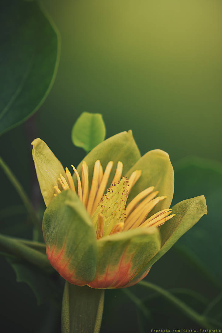 Liriodendron tulipifera *2 by CliffWFotografie Liriodendron tulipifera *2 by CliffWFotografie