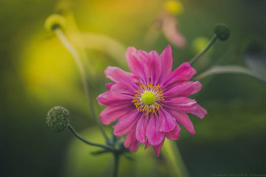 lovely anemone