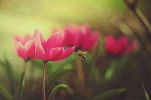 my first bee and tulip :)