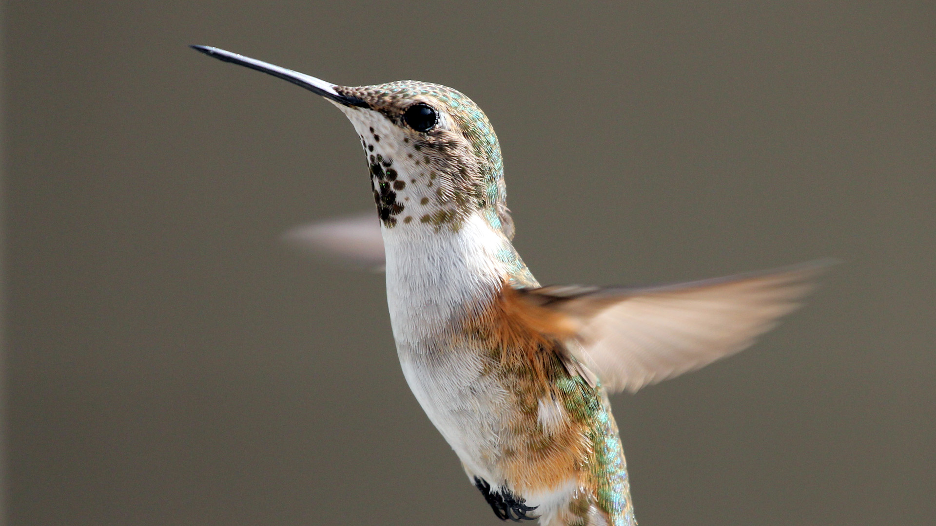 Humming Bird Colorado 2010 2