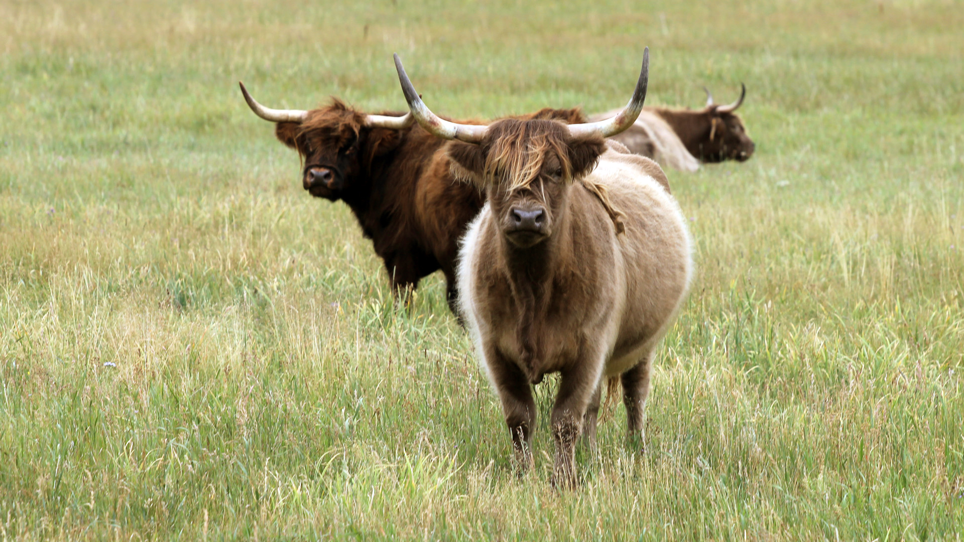 Scotland Highland Cow Colorado