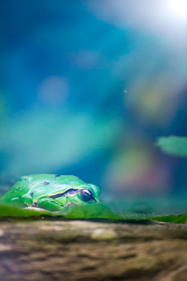 Magical frog by xathra