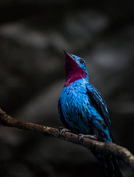 Spangled cotinga